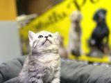Erkek Dişi Top Kafa British Shorthair