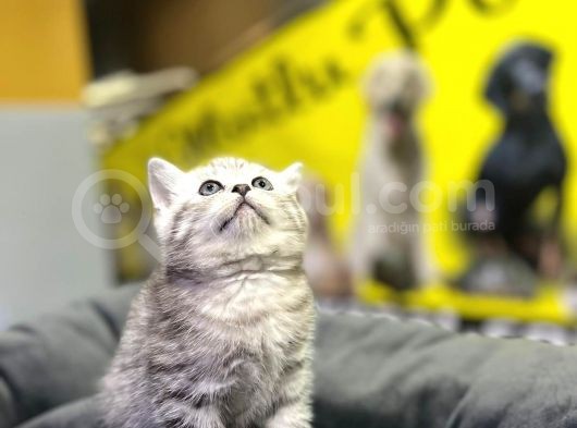 Erkek Dişi Top Kafa British Shorthair görsel