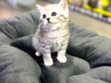 Erkek Dişi Top Kafa British Shorthair