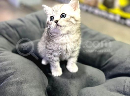 Erkek Dişi Top Kafa British Shorthair görsel