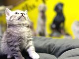 Erkek Dişi Top Kafa British Shorthair
