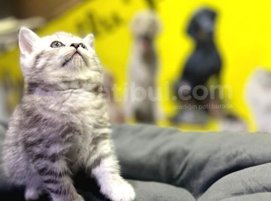 Erkek Dişi Top Kafa British Shorthair görsel