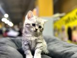 Erkek Dişi Top Kafa British Shorthair