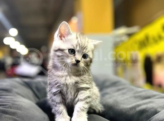 Erkek Dişi Top Kafa British Shorthair görsel