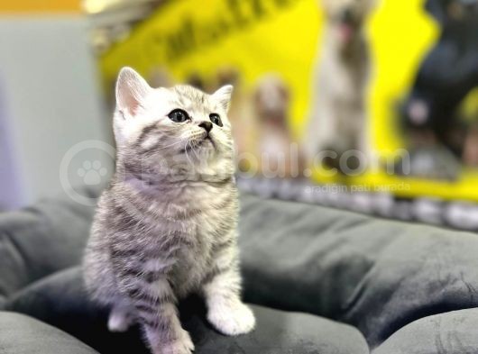 Erkek Dişi Top Kafa British Shorthair görsel