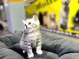 Erkek Dişi Top Kafa British Shorthair