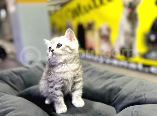 Erkek Dişi Top Kafa British Shorthair görsel