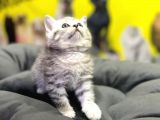 Erkek Dişi Top Kafa British Shorthair