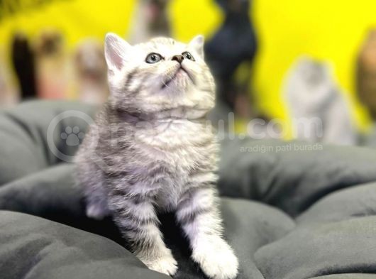 Erkek Dişi Top Kafa British Shorthair görsel