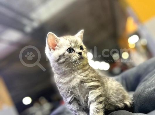 Erkek Dişi Top Kafa British Shorthair görsel