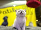 Top Kafa Brisith Shorthair Erkek Dişi Yavru