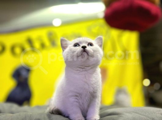 Top Kafa Brisith Shorthair Erkek Dişi Yavru