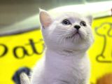 Top Kafa Brisith Shorthair Erkek Dişi Yavru