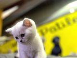 Top Kafa Brisith Shorthair Erkek Dişi Yavru