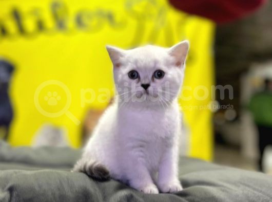 Top Kafa Brisith Shorthair Erkek Dişi Yavru görsel
