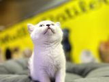 Top Kafa Brisith Shorthair Erkek Dişi Yavru