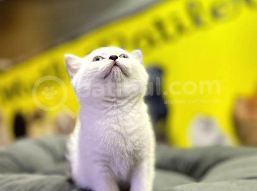 Top Kafa Brisith Shorthair Erkek Dişi Yavru görsel