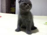8 Haftalık Erkek Dişi Top Kafa British Shorthair
