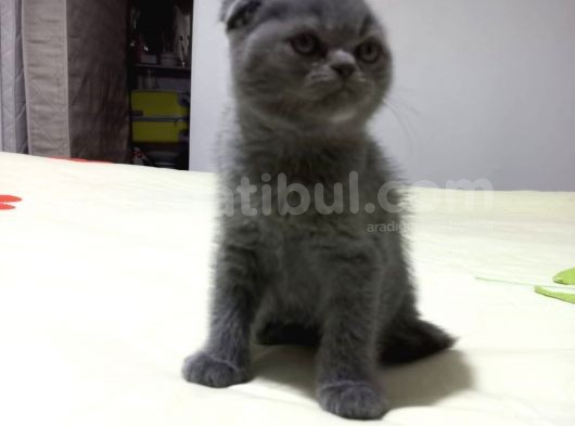 8 Haftalık Erkek Dişi Top Kafa British Shorthair