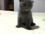 8 Haftalık Erkek Dişi Top Kafa British Shorthair