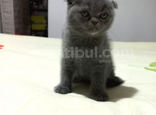 8 Haftalık Erkek Dişi Top Kafa British Shorthair görsel