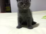 8 Haftalık Erkek Dişi Top Kafa British Shorthair