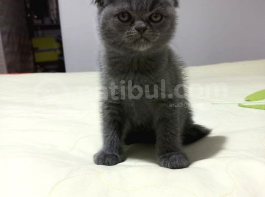 8 Haftalık Erkek Dişi Top Kafa British Shorthair görsel