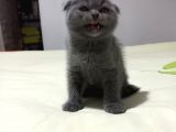 8 Haftalık Erkek Dişi Top Kafa British Shorthair