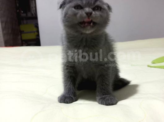 8 Haftalık Erkek Dişi Top Kafa British Shorthair görsel