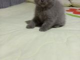 8 Haftalık Erkek Dişi Top Kafa British Shorthair