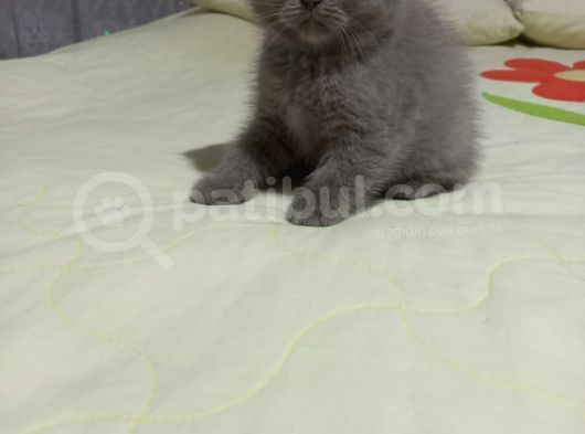8 Haftalık Erkek Dişi Top Kafa British Shorthair görsel