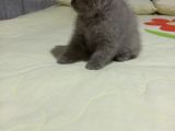 8 Haftalık Erkek Dişi Top Kafa British Shorthair