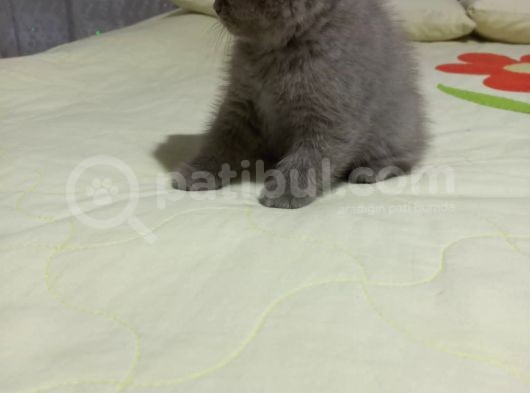 8 Haftalık Erkek Dişi Top Kafa British Shorthair görsel