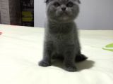 8 Haftalık Erkek Dişi Top Kafa British Shorthair
