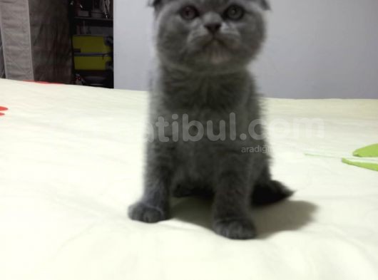 8 Haftalık Erkek Dişi Top Kafa British Shorthair görsel