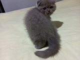 8 Haftalık Erkek Dişi Top Kafa British Shorthair