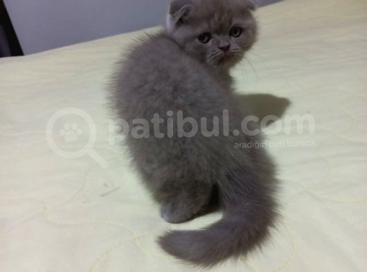 8 Haftalık Erkek Dişi Top Kafa British Shorthair görsel