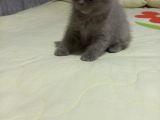 8 Haftalık Erkek Dişi Top Kafa British Shorthair