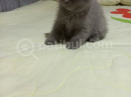 8 Haftalık Erkek Dişi Top Kafa British Shorthair görsel