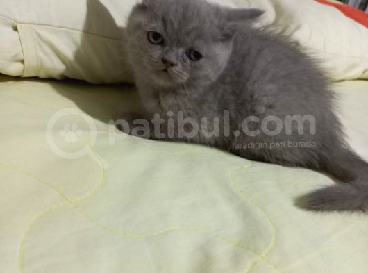 8 Haftalık Erkek Dişi Top Kafa British Shorthair görsel