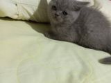 8 Haftalık Erkek Dişi Top Kafa British Shorthair