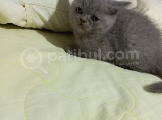 8 Haftalık Erkek Dişi Top Kafa British Shorthair görsel