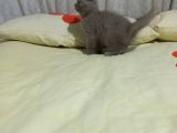 8 Haftalık Erkek Dişi Top Kafa British Shorthair
