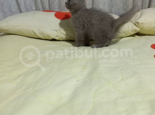 8 Haftalık Erkek Dişi Top Kafa British Shorthair görsel