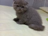 8 Haftalık Erkek Dişi Top Kafa British Shorthair
