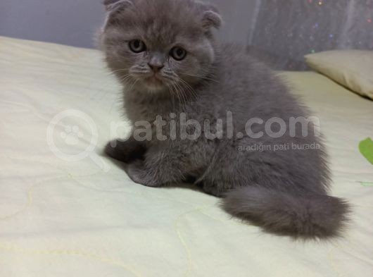 8 Haftalık Erkek Dişi Top Kafa British Shorthair görsel