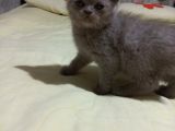 8 Haftalık Erkek Dişi Top Kafa British Shorthair