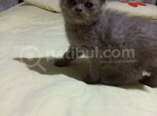8 Haftalık Erkek Dişi Top Kafa British Shorthair görsel