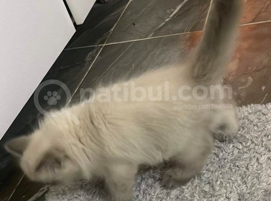 A Kalite İran Persian Yavruları görsel