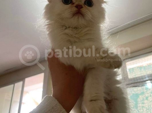 A Kalite İran Persian Yavruları görsel